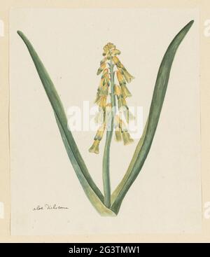 Lachenalia Aloides (L.F.) Moteur (Fleur d'opale). Lachenalia Aloides (L.F.) Moteur Banque D'Images