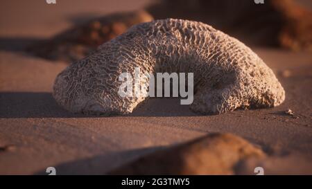 Vieux corail sur la plage de sable Banque D'Images