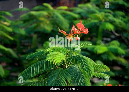 Bouquet de fleurs de paon Banque D'Images