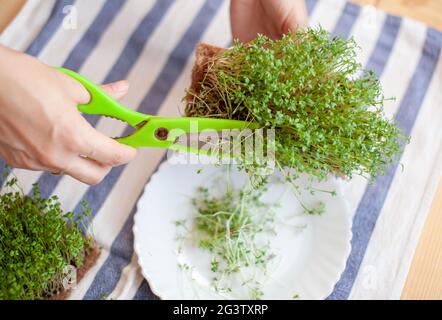 Micro-arugula verte ou pousses de moutarde dans un bol sur une serviette de table. Potager micro culture verte. La femme coupe les micro-verts avec Banque D'Images