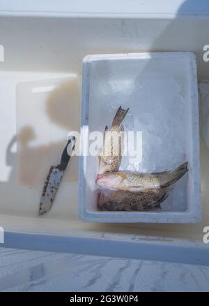 Prise fraîche de mérou dans un conteneur sur un bateau de pêche Banque D'Images