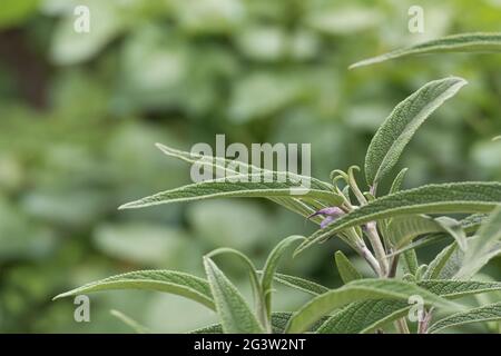 Vue rapprochée des feuilles de la plante Salvia leucantha poussant à l'extérieur Banque D'Images