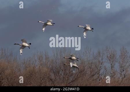 Un groupe de la famille Tundra Swan, Cygnus columbianus, en vol dans un ciel hivernal sur la réserve naturelle nationale de San Luis, dans la vallée de San Joaquin, Californie. Banque D'Images