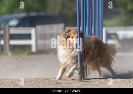 Collie rugueuse faisant slalom sur le parcours d'agilité de chien Banque D'Images