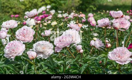 Un fragment d'un beau lit de fleur. Les pivoines sont très belles en raison de leurs couleurs luxuriantes: Du pastel aux couleurs vives avec des pétales doubles et un persi Banque D'Images