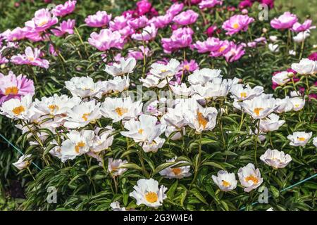 Un fragment d'un beau lit de fleur. Peony Chalice Saunders - de magnifiques fleurs qui ressemblent à une soucoupe blanche, composée de pétales inférieurs, courbées à Banque D'Images