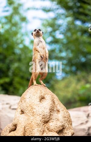 Surveillance et vigilance de Meerkat. Contrôle du territoire, alerte et protection du groupe. Banque D'Images