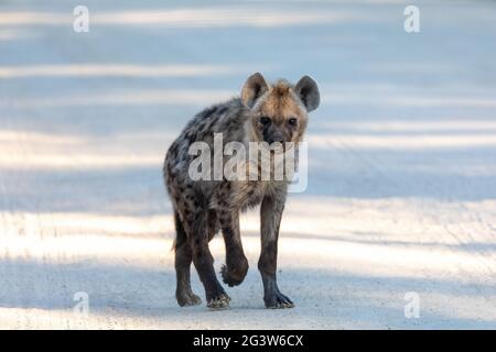 Mignon jeune Hyena tacheté, Botswana Afrique faune Banque D'Images