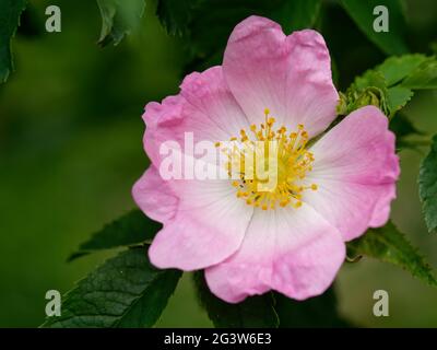 Rose haie Banque D'Images