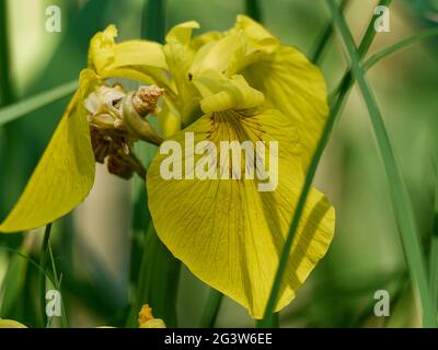 Iris marécageux Banque D'Images