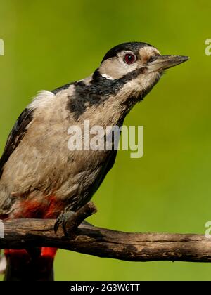 Great spotted woodpecker Banque D'Images