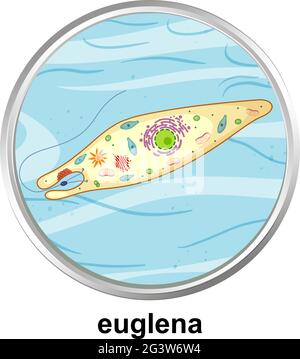 Structure anatomique d'Euglena sur fond blanc Illustration de Vecteur