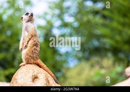 Surveillance et vigilance de Meerkat. Contrôle du territoire, alerte et protection du groupe. Banque D'Images