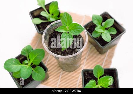 Plantules vertes en pots sur fond clair. Gros plan de pousses de fleurs ou de légumes. Banque D'Images