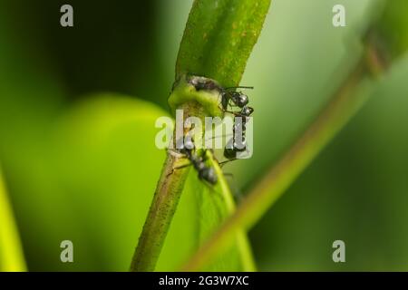 Deux fourmis sur la branche du bourgeon de rhododendron Banque D'Images