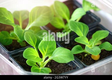 Plantules vertes en pots sur fond clair. Gros plan de pousses de fleurs ou de légumes. Banque D'Images