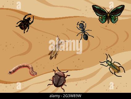 Vue de dessus de différents types d'illustration d'insecte Illustration de Vecteur