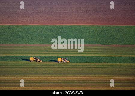 Récolte automnale de légumes sur des terres agricoles de la vallée de la Hula, dans le nord d'Israël Banque D'Images