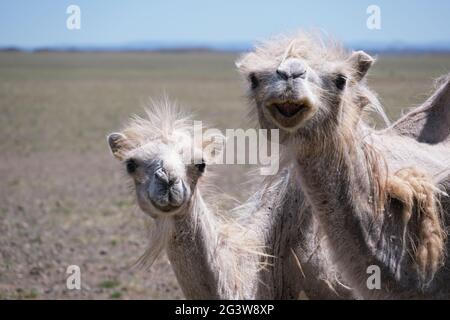 Un chameau dans le désert de la Mongolie occidentale Banque D'Images