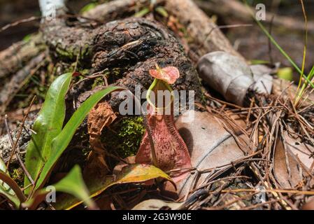 Plante pichet sur le sentier Tajor dans le parc national de Bako, sur Bornéo Banque D'Images