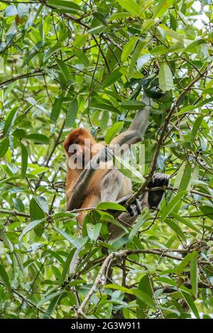 Singe proboscis dans le parc national de Bako sur Bornéo Banque D'Images