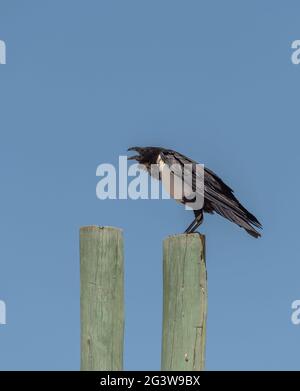 Nied Crow, Corvus albus, sur un poteau en bois dans le parc national d'Etosha, en Namibie Banque D'Images