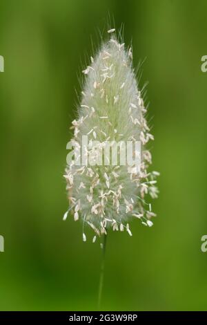 Herbe de velours Banque D'Images