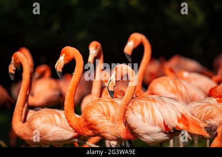 Groupe de flamants roses sur un pré vert Banque D'Images