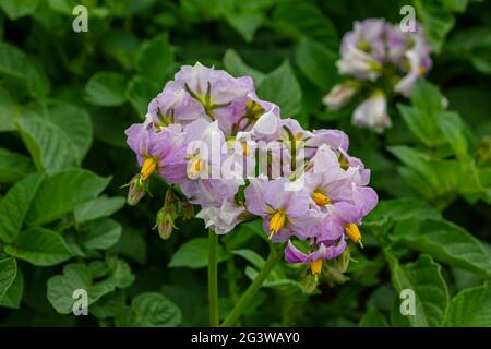 Fleurs de pomme de terre roses avec mouches Banque D'Images