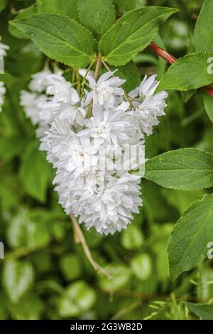 Panicule de fleur et feuilles de la floue fierté-de-Rochester Banque D'Images