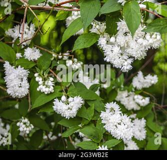 Inflorescences de la deutzia floue Banque D'Images