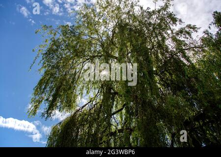 Pleurer l'arbre de saule contre le ciel bleu avec la lumière du soleil qui brille à travers les branches Banque D'Images