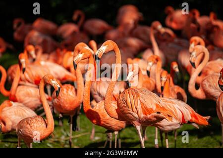 Groupe de flamants roses sur un pré vert Banque D'Images