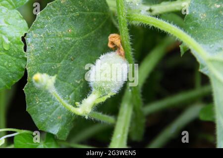 Plantation de melons verts dans le jardin biologique Banque D'Images