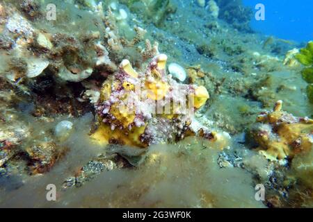 Frogfish verty, Frogfish Clown, Frogfish Wartskin Banque D'Images