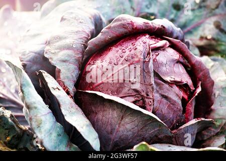 Une tête de chou rouge pousse dans le jardin. Photo d'un légume avec vue sur le dessus. Banque D'Images