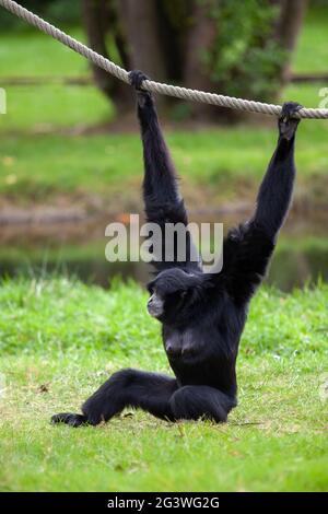 Un singe araignée à tête noire est accroché à une corde dans un Allemand stationnement Banque D'Images