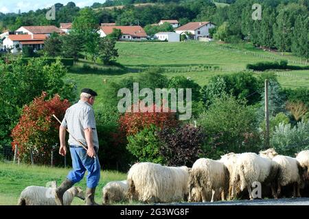 FRANCE. PYRÉNÉES-ATLANTIQUES (64) PAYS BASQUE. SHEPHERD ET SON TROUPEAU DE MOUTONS Banque D'Images