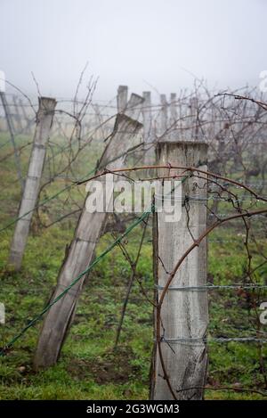 Vignoble d'hiver avec pluie et brouillard au Burgenland Banque D'Images