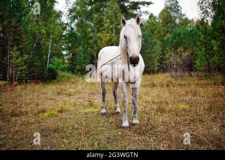 Un cheval de campagne blanc tombe sur le bord de la forêt. La jument est attachée sur une corde et paître dans un pré. Banque D'Images