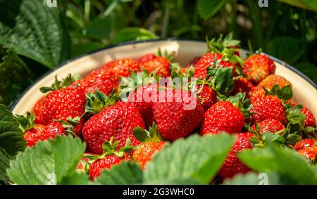 Une assiette de fraises mûres juteuses. Assiette de fraises fraîchement cueillies, cueillette de baies, aliments sains, aliments biologiques. Mise au point sélective Banque D'Images