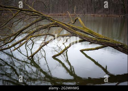 Arbre réfléchi allongé dans l'eau d'un petit lac recouvert de mousse Banque D'Images