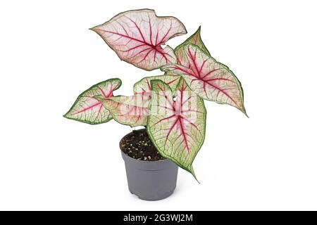 Belle plante exotique 'Caladium White Queen' avec des feuilles blanches et des veines roses dans un pot isolé sur fond blanc Banque D'Images