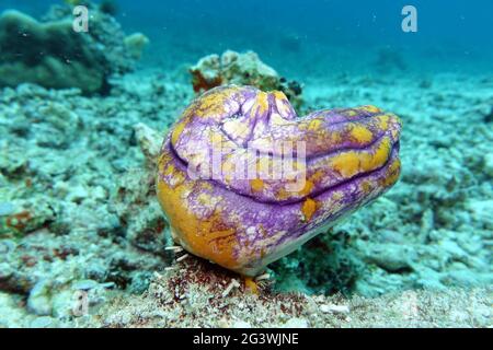 Encre-spot Squirt de mer, ox coeur ascidian ou l'or-bouche de mer Squirt Banque D'Images