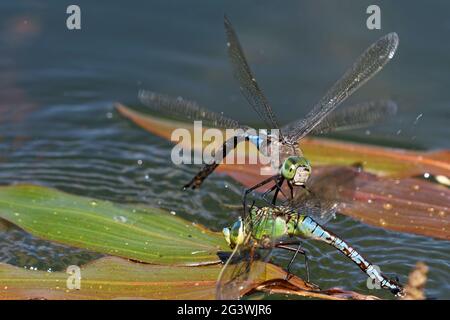 Des damselflies qui se pondent et pondent des œufs Banque D'Images