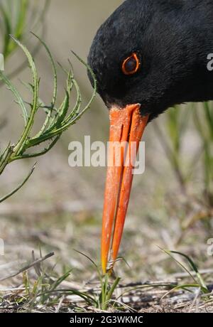 Helgoland, Allemagne. 16 juin 2021. Un oystercatcher est pris en quête de nourriture sur la dune de l'île offshore de Helgoland. Credit: Marcus Brandt/dpa/Alay Live News Banque D'Images