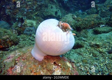 Anemone à tête blanche sur un anémone de couleur de longue tentacule presque fermé Banque D'Images