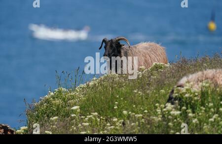 Helgoland, Allemagne. 15 juin 2021. Un Heidschnucke tombe sur une falaise sur l'île de Helgoland, en haute mer. Credit: Marcus Brandt/dpa/Alay Live News Banque D'Images