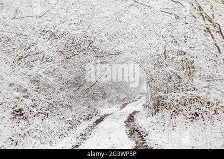 Arbres et arbustes glacés en hiver Banque D'Images