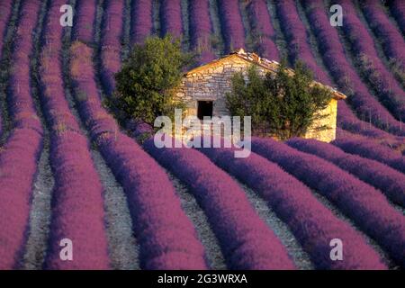 FRANCE. VAUCLUSE (84) PLATEAU DE SAULT. PETITE MAISON AU COEUR D'UN CHAMP DE LAVANDE Banque D'Images